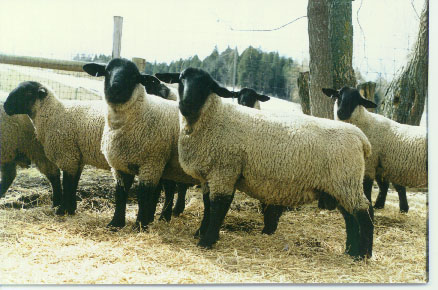 sheep-2.jpg