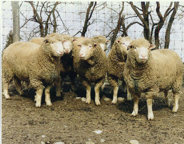 sheep-4.jpg